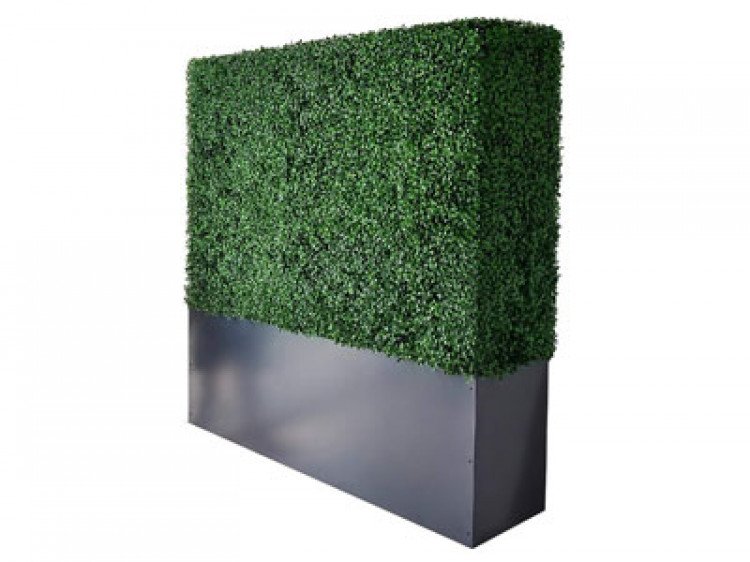 Boxwood