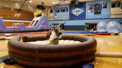 bull 1620170289 Mechanical Bull